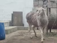 मेढ़ा, भेड़ — फ़ोटो 2