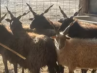 Owca, Racka sheep — zdjęcie 3