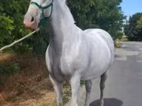 Кобила, Lipizzaner — фото 2