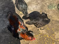 Chickens — photo 5