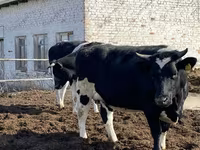 بقرة, Russian Black pied cattle — الصورة 5