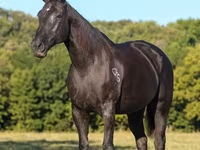Stute, Quarter Horse — Foto 3