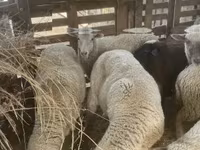 भेड़, Blackheaded Persian sheep — फ़ोटो 5