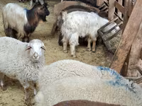 Sheep (batch, sex not specified), Sheep — photo 5