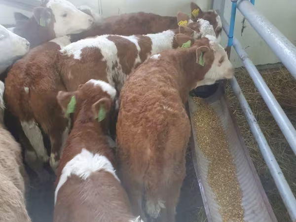 Toro, Simmental cattle
