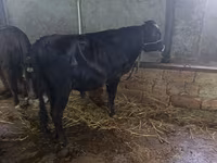 गाय, Russian Black pied cattle — फ़ोटो 5