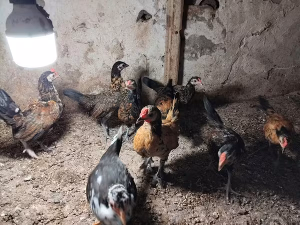 Chickens