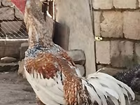 Gallina checa dorada veteada — foto 2