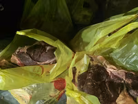 Топоздун этин сатабыз,продаём мясо яка,экологически чистое из Нарына — сүрөт 2