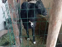 Goat, Alpine goat — photo 2