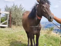 Klisna, Koně — foto 1