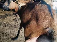 Cabro, Alpine goat — foto 3