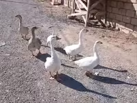 Geese — photo 1