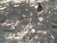 Chickens — photo 1