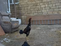 Chickens — foto 2
