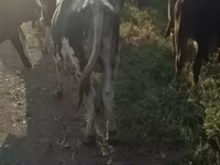 Bull, Cattle — photo 4