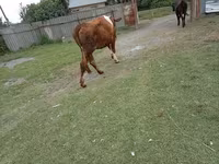 İnək, Simmental cattle — foto 4