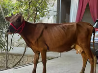 Cow, Cattle — photo 1