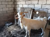 बकरा, Saanen goat — फ़ोटो 1