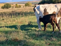 İnək, Simmental cattle — foto 1