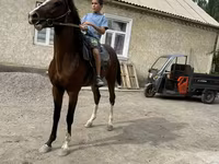 Horse (M), Anglo-Arabian — photo 3