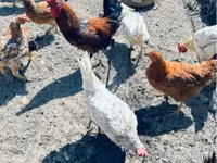Chickens — Foto 1