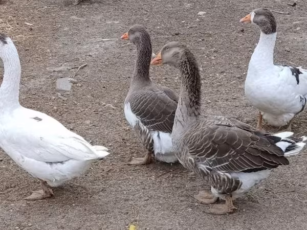 Каздар