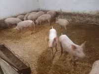 Świnie (partia, płeć nieokreślona), Крупная белая — zdjęcie 4