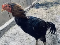 Derbişir Qırmızı Toppalı — foto 5