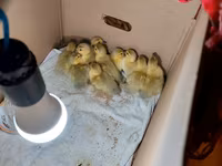 Ducks — foto 2