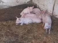 Locha, Świnie — zdjęcie 2