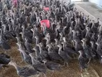 Turkeys — foto 1
