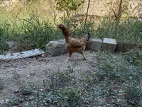 Brahma — foto 3