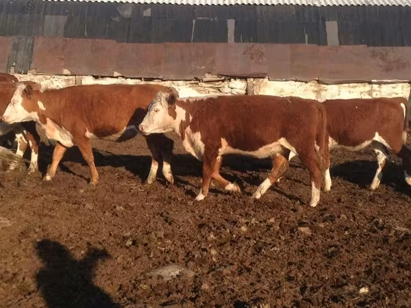 Корова, Swiss cattle