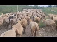 Qoyun, Qoyunlar — foto 8