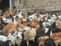 Chickens — photo 3