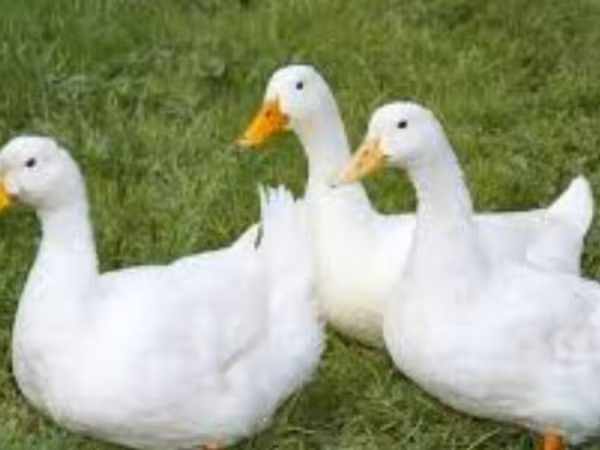 Alman Pekin