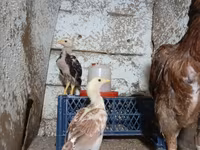 Chickens — الصورة 2