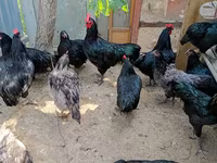 أستراليان بيت غيم فاول — الصورة 1