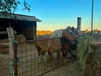 Kobyła, Hungarian horse breed — zdjęcie 5