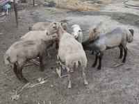 Sheep (batch, sex not specified), Sheep — photo 4