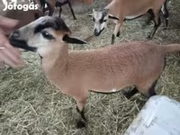 Qoʻy, Cameroon sheep — 3-rasm