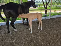 Yegua, Akhal-Teke — foto 4