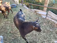 Cabro, Cabras — foto 2