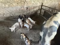 Säue, Schweine — Foto 3