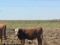 Bull, Kalmyk breed — photo 2