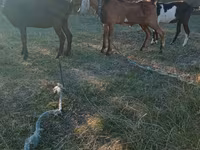 Kozel, Nubian Goat — foto 2