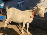 Koza, Saanen goat — zdjęcie 7