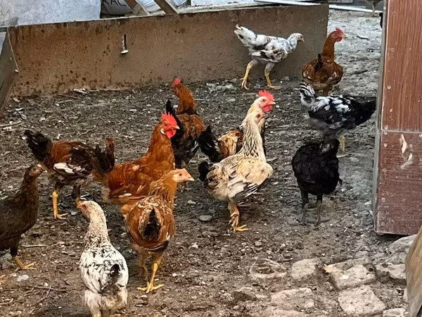 Chickens — Azərbaycan