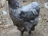Brahma — foto 4